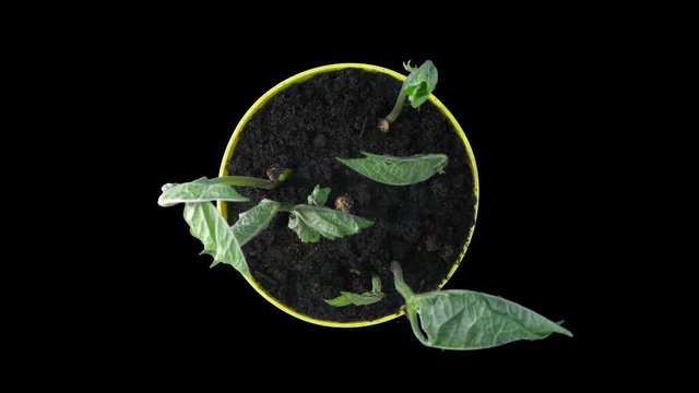 Phototropism effect in growing beans vegetables 2x4 in 4K PNG+ format with ALPHA transparency channel isolated on black background. Displays the move of plant leaves to the direction of light
