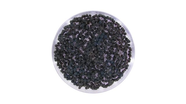 Time-lapse of drying / dehydrating aronia (Sorbaronia mitschurinii, chokeberry) berries 2x3, top view
