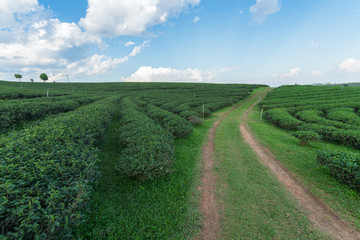 Beautiful tea plantation with white cloud blue sky