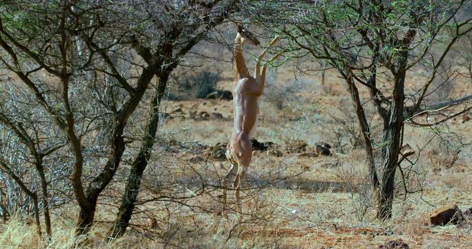 Gerenuk Stood On Hind Legs  Grazing; Samburu 14 October 2016 Am; Samburu, Kenya, Africa