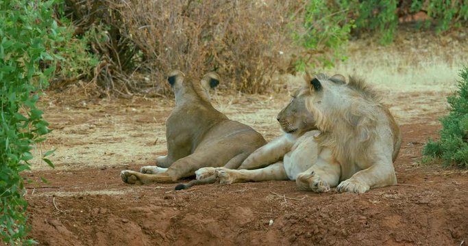 Young Lion & Lioness Sitting; Samburu 14 October 2016 Pm; Samburu, Kenya, Africa