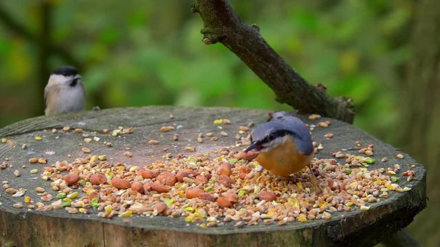 Nuthatch & Coal Tit Feeding; Birds On Feeding Table; Forge Valley, East Ayton