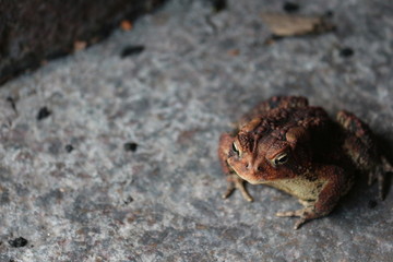 Toad / Frog 
