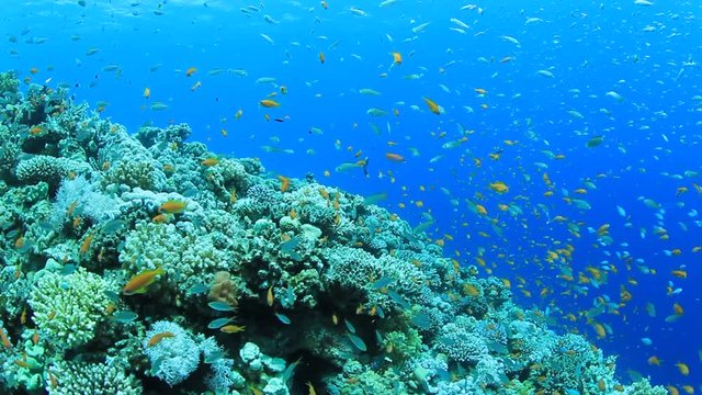 Underwater coral reef with fish in the Red Sea