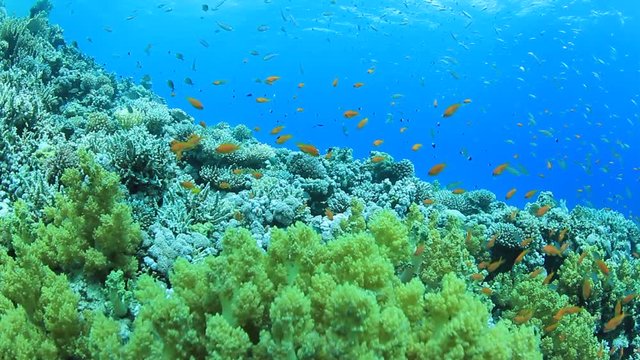 Underwater coral reef with fish in the Red Sea