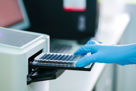 ELISA Plate To Measure OD With Microplate Reader.