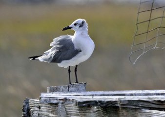 Seagull on a Windy Day