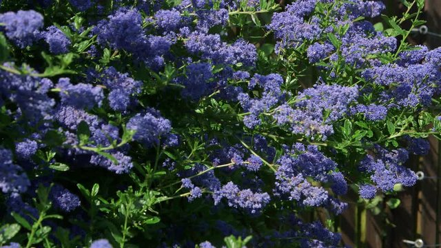 Ceanothus Dark Star Shrub; Garden Flowers; Scarborough, North Yorkshire, England