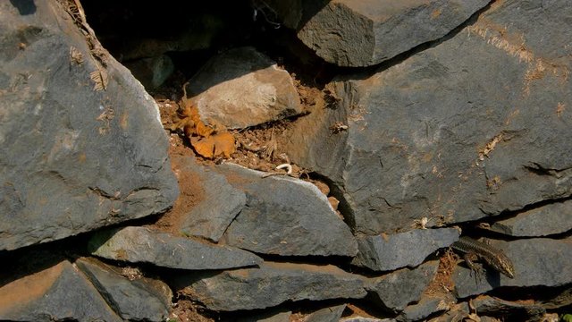 Madeira Lizard, Teira Dugesii; Madeira Lizard; Monte, Funchal, Madeira