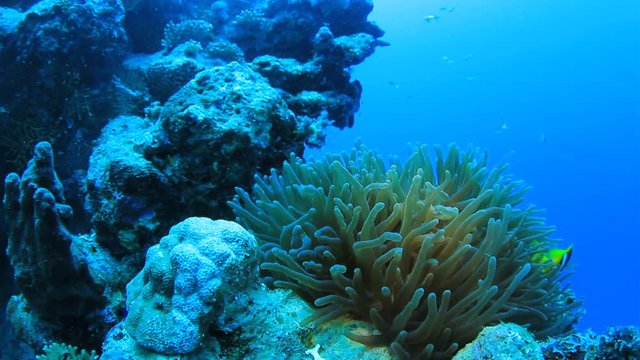 Red Sea Anemonefish fish on coral reef