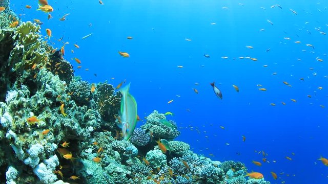 Underwater coral reef with fish in the Red Sea