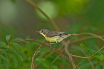 Golden-bellied Gerygone, Small lovely bird
