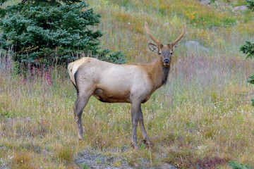 Rocky Mountain Elk in a field of wildflowers