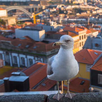 Seagull sitting on a background of Porto downtown, Portugal.