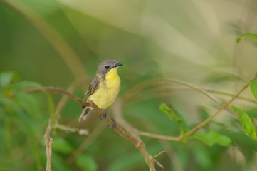 Golden-bellied Gerygone, Small lovely bird