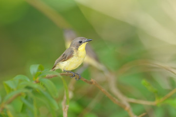 Golden-bellied Gerygone, Small lovely bird