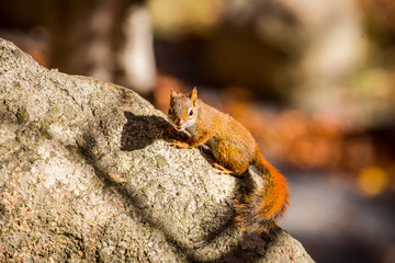Squirrel watching in Acadia National Park