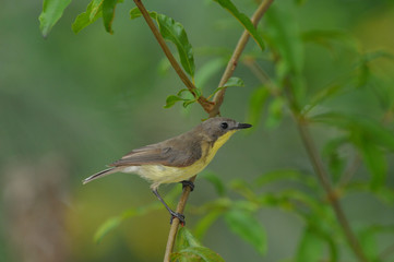 Golden-bellied Gerygone, Small lovely bird