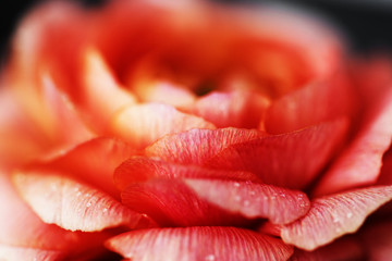 Closeup of blooming pink rose