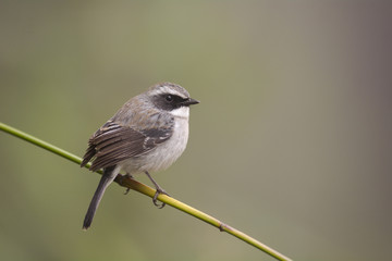 Grey Bushchat ; Saxicola ferreus 