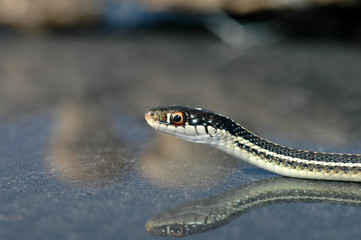 Thamnophis proximus