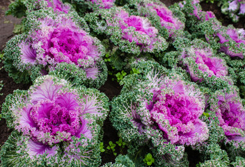 Colorful Flowers.