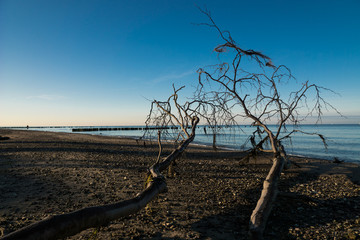 Tree on the beach 