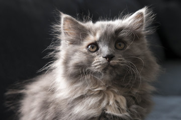 Kitty