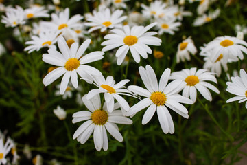 The colorful flowers.