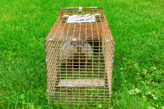 Groundhog Trapped in A Cage Looking at Viewer