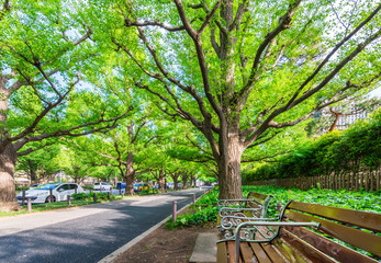 明治神宮外苑の並木道