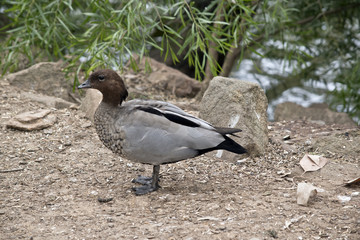 Australian wood duck;
