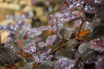 Wet leaves on a rainy day