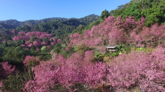 Aerial view Cherry Blossom or Sakura flower garden at Khun Chang Kian in Doi Suthep Chiangmai, Thailand.