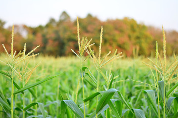 Corn field with deciduous forest background.