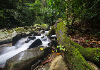 beautiful nature in the jungle 