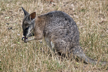 wallaby