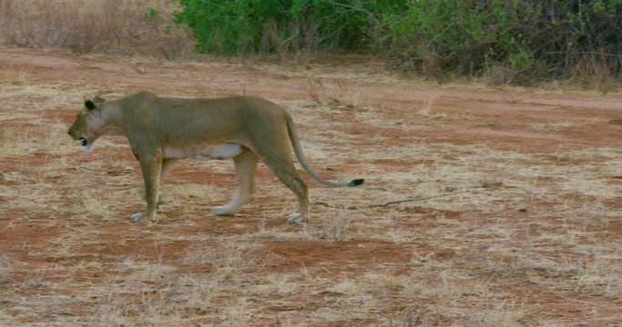 Young Lioness Walking; Samburu 14 October 2016 Pm; Samburu, Kenya, Africa