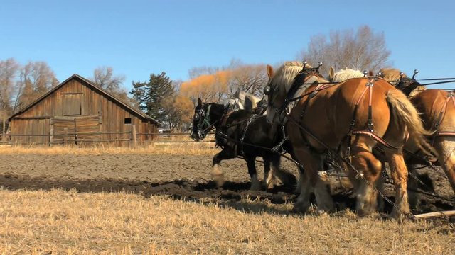 Draft horses and old barn