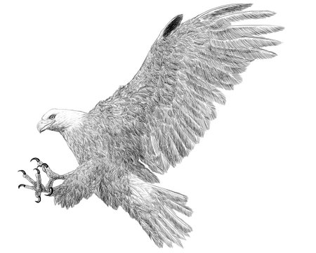 Bald eagle landing attack hand draw sketch black line on white background illustration.