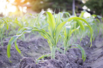 Green corn plants on the garden