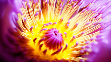 Pollen Bloom Macro