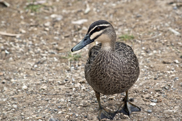 Pacific black duck