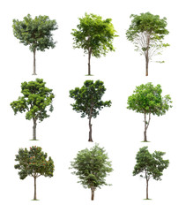 Collection of tree isolated on white background high resolution for graphic decoration, suitable for both web and print media