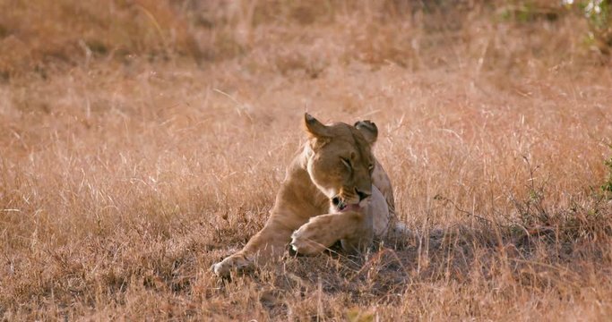 Young Lioness Washing; Maasai Mara 2nd Sept 16; Maasai Mara, Kenya
