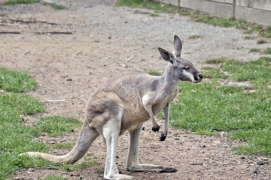 young red kangaroo