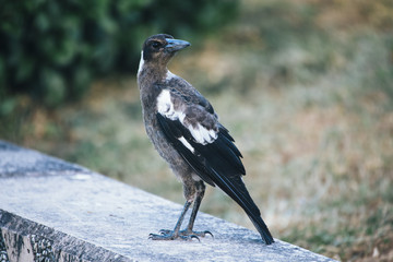 Australian magpie outside during the day time.