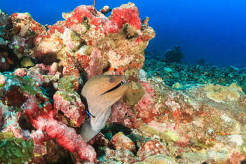 Fototapeta na wymiar A Giant Moray Eel being cleaned on a tropical coral reef
