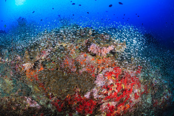 Fototapeta na wymiar Glassfish swarm around a tropical coral reef