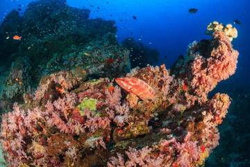 Fototapeta na wymiar Coral Grouper on a colorful tropical coral reef